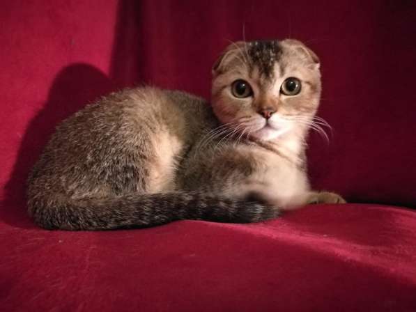 Кошечка тикированная , носитель золота в Казани фото 4