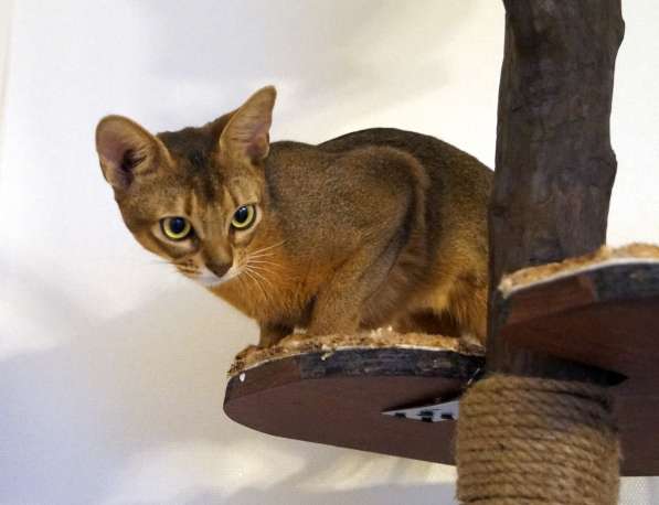 Абиссинские красотки в Туле фото 16