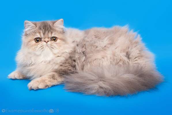 Котята экзотической и персидской породы в Москве фото 4