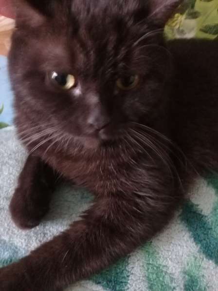 Шотландские котята в Санкт-Петербурге фото 35