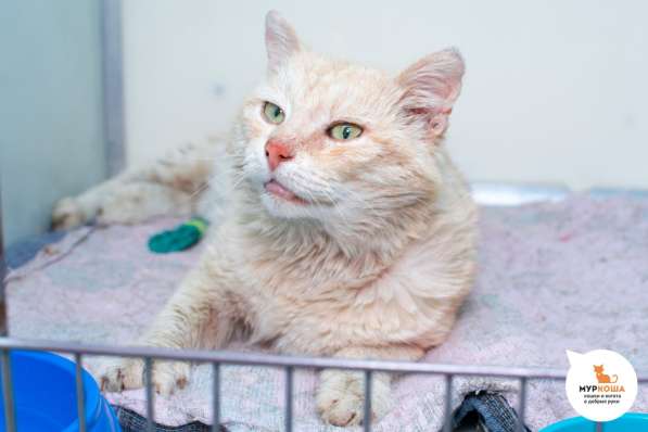 Котик Капучино с ласковым характером в Москве фото 4