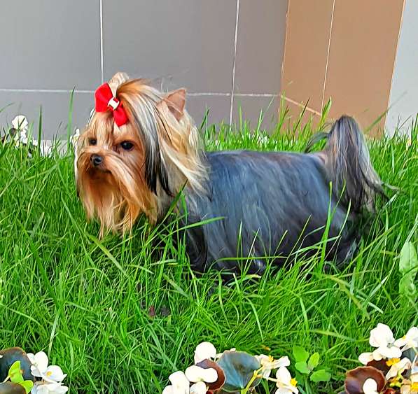 МИНИ МАЛЬЧИК РКФ в Москве фото 4