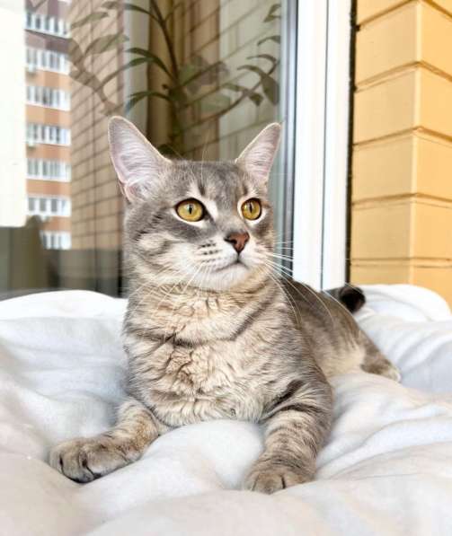 Сноу - молодой котик ищет дом, в добрые руки в Москве фото 6
