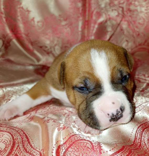 Шикарные щенки мальчики и девочки Амстаффа резерв в Москве фото 4