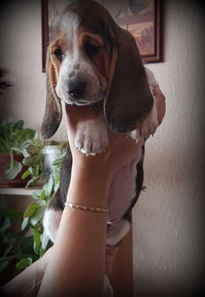 Щенки Бассет-хаунд в Армавире фото 28