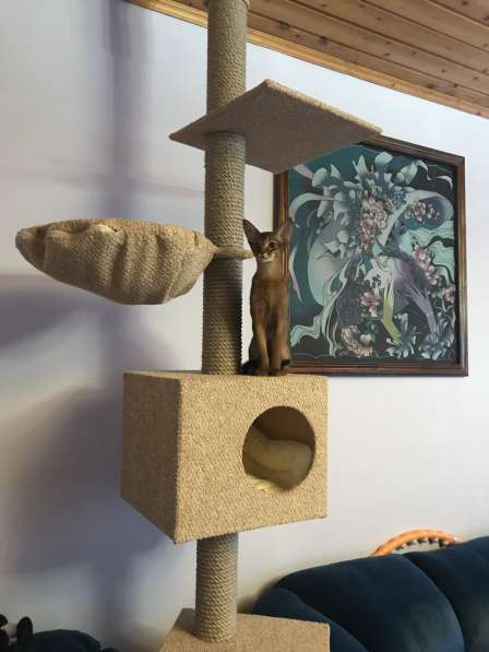 Абиссинский котик в Москве фото 6