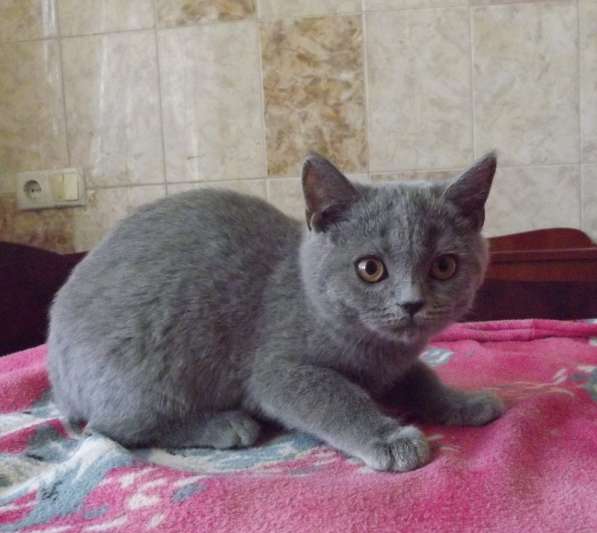 Клубные котята для тех, кто ценит качество в фото 14
