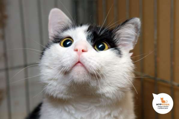 Черно-белый красавец Джоун Сноу мечтает обрести семью