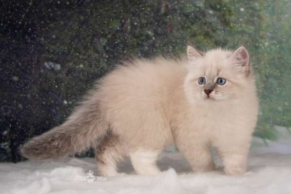 Невские маскарадные котята в Санкт-Петербурге фото 6