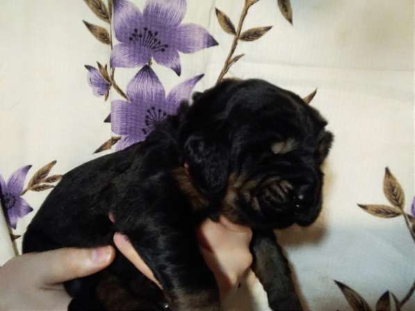 Тибетский мастиф щенки в Самаре фото 20