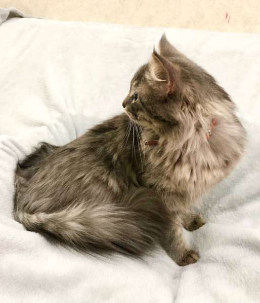 Цезарь Великолепный ищет дом! в Москве фото 8