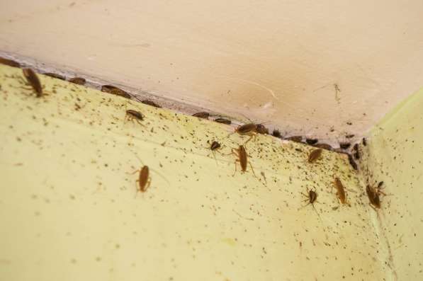 Уничтожение тараканов и клопов в Смоленске