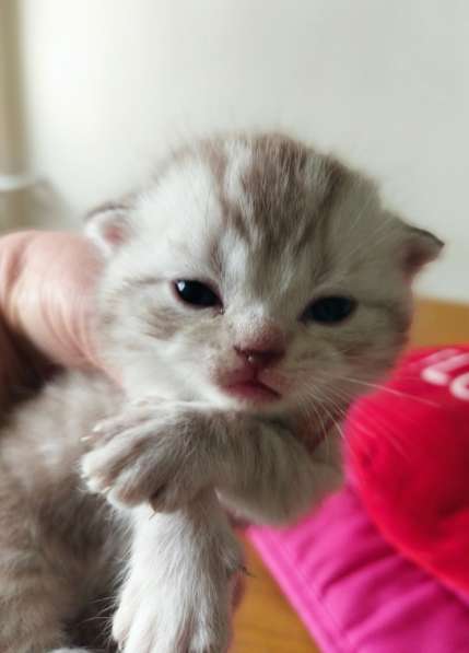 Скоттиш фолд и Скоттиш страйт шиншиллыРодословная в фото 5