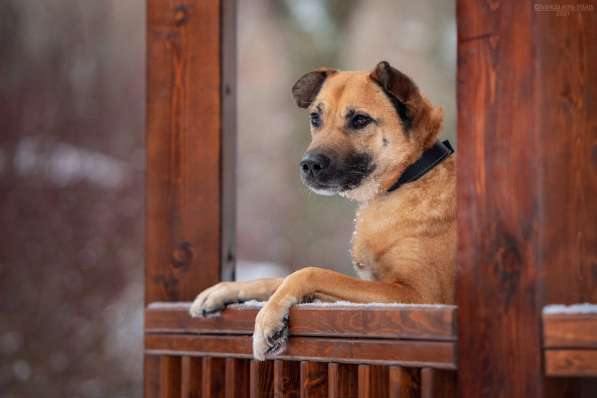 Солнечный Рыжик, пес спасенный с пром. зоны, ищет дом! в Москве фото 3