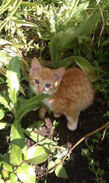 Молодой котик ищет дом в Истре фото 13