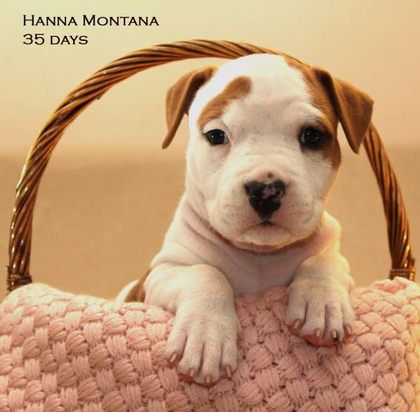 Щенки амстаффа в Санкт-Петербурге фото 14