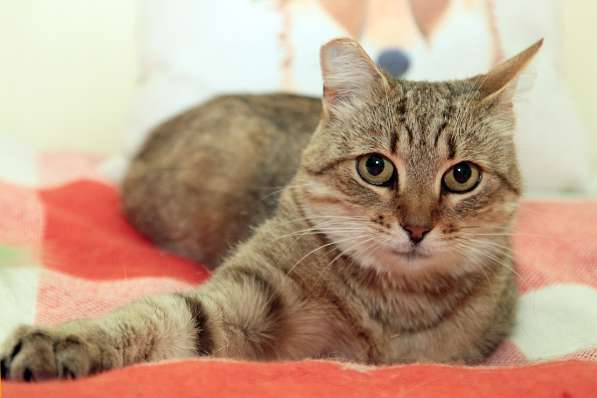 Ласковый мурлыка в Санкт-Петербурге фото 17