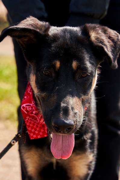 Щенок мальчик ищет дом в Санкт-Петербурге фото 5