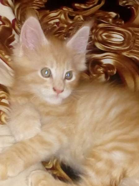 Продаю Мейнкун котенок в Владикавказе фото 4