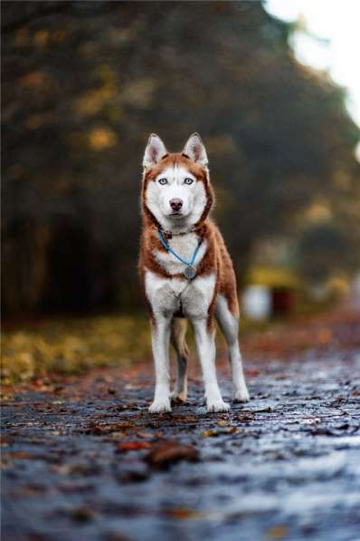 Девочка хаски в добрые руки в Москве фото 7