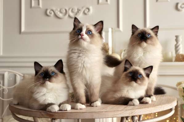 Beautiful Ragdoll kittens