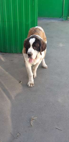 Щенки сенбернара в фото 44