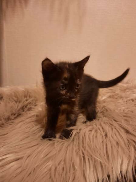 Котёнок в добрые руки в Нижнем Новгороде фото 5