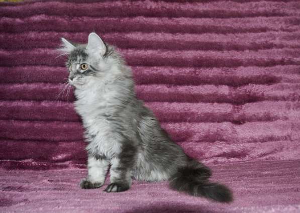 Свободны шикарные котята мэйн-куны редких окрасов в Москве фото 16