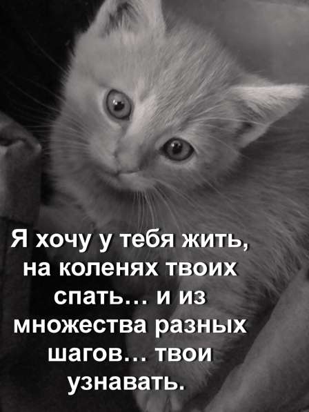 Возьмите счастье в свой дом! в Белгороде фото 4