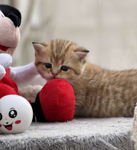Продаётся котёнок британец! в фото 30