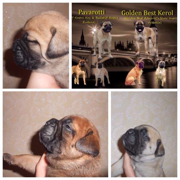 Бульмастифы в Екатеринбурге в Екатеринбурге фото 14