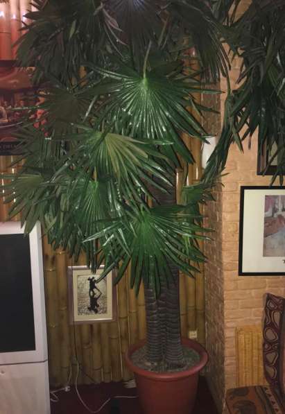 Искусственная пальма в Москве фото 3