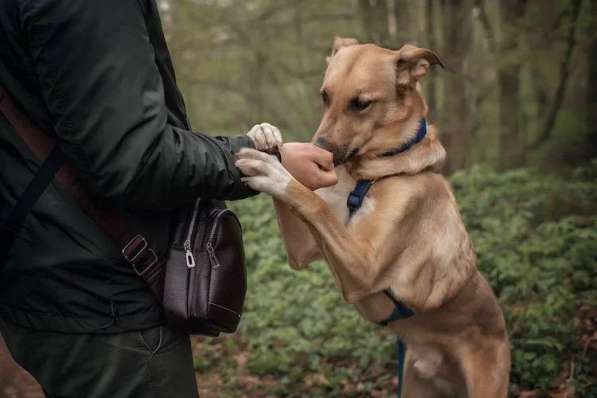 Лавр ищет дом в Москве фото 46