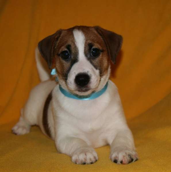 Джек расел Орел