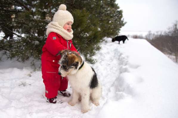 Очаровательный бородатый щенок Арчи от мамы лабрадора в Москве фото 3