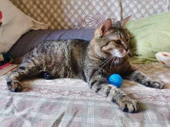 Алиса &mdash; беззащитное существо ищет дом в Москве фото 11