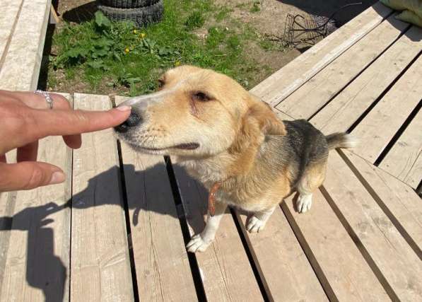 Милая маленькая собачка ищет дом в Санкт-Петербурге фото 22