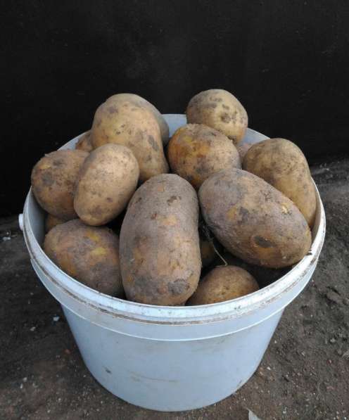 ПРОДАМ картофель в Томске
