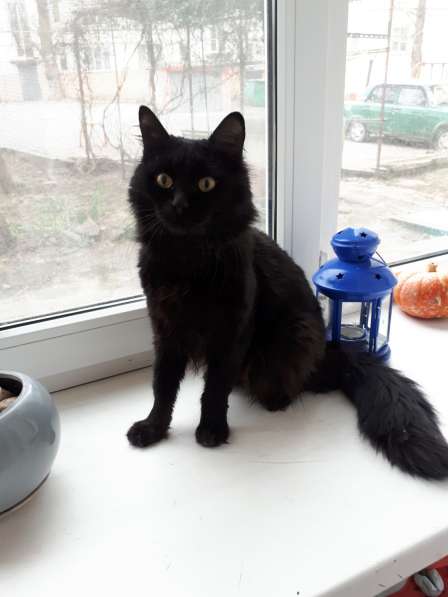 Чёрный котик ищет дом