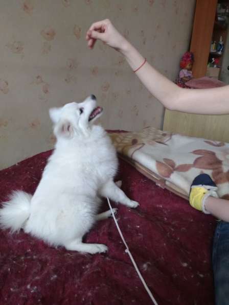 Шелти. Щенки. Питомник в Екатеринбурге фото 7