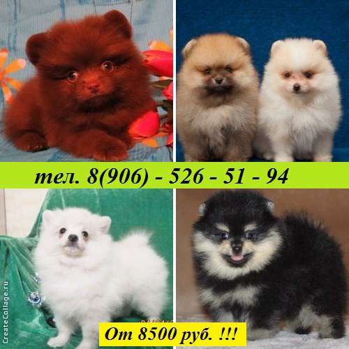 Щеночки ШПИЦА потрясающие малыши. разных окрасов в Владимире