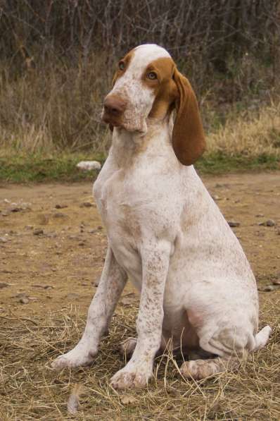 Bracco italiano в Керчи