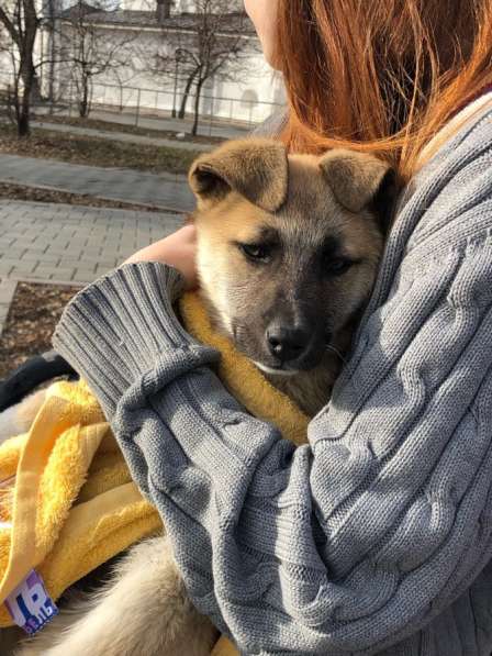 Отдам щенка девочку в Тюмени