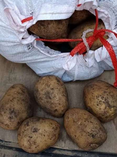 Продам картофель оптом в Багаевского