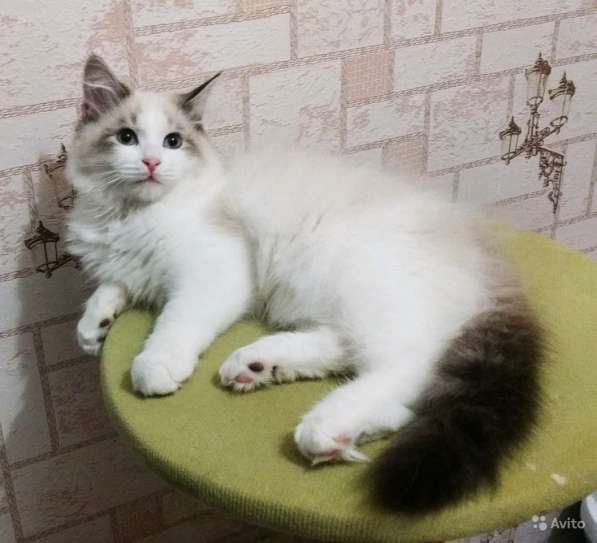 Невские маскарадные красавцы