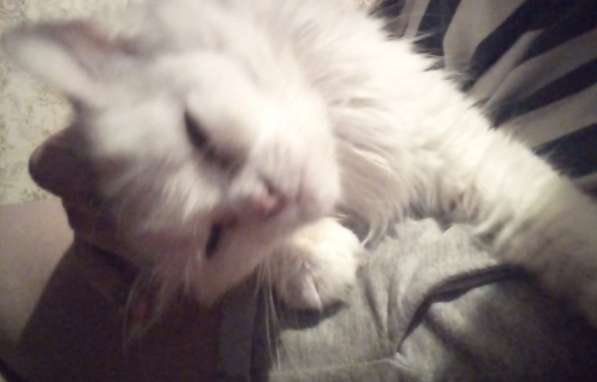 Ласковая кошечка ищет дом в Москве фото 3