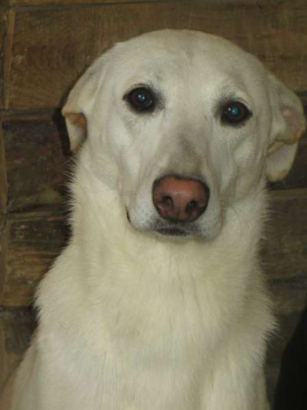 Собака в хорошие руки в Санкт-Петербурге фото 6