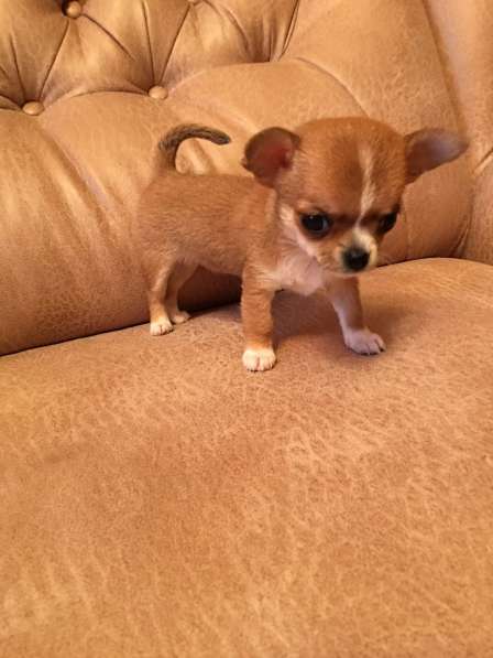 Продаются щенки Чихуахуа в Симферополе фото 5
