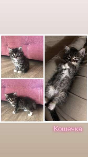 Котята ищут хозяев! в Иркутске фото 6