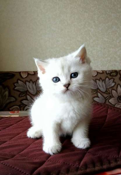 Британские кошечки в Санкт-Петербурге фото 9